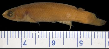 Media type: image; Ichthyology 6423